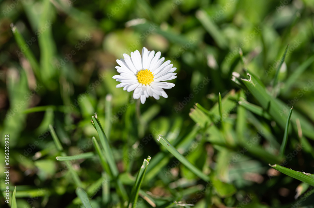 Gänseblümchen steht auf der Wiese Gänseblümchen steht auf der Wiese