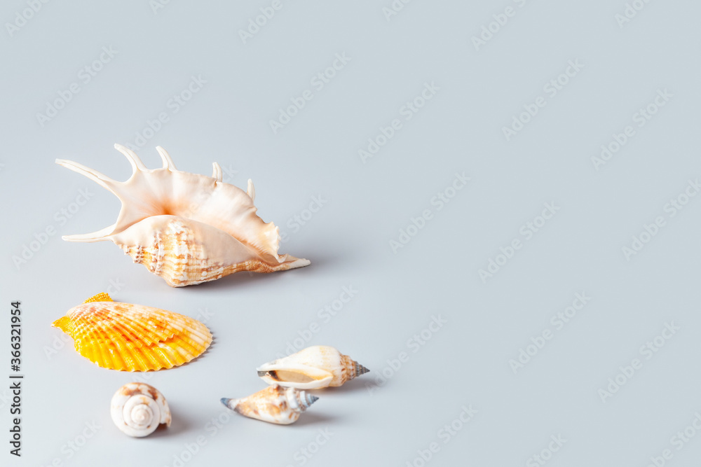 Summer composition. Seashells on a blue background. Copy space. Summer composition. Seashells on a blue background. Copy space.
