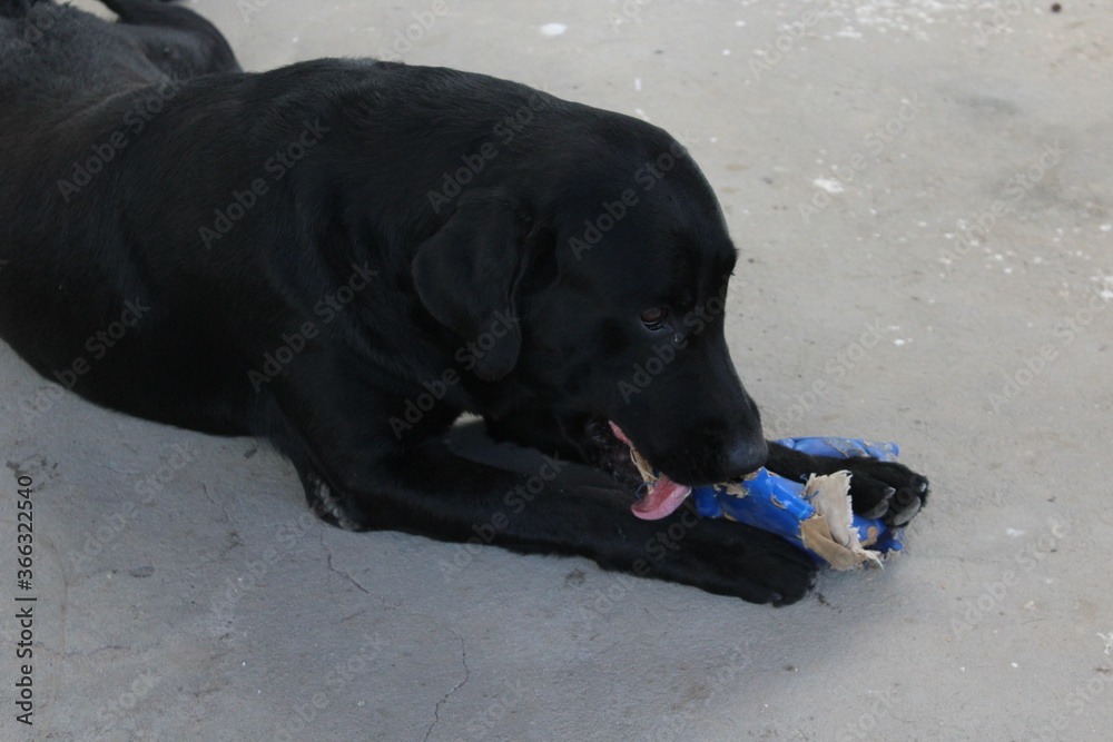 black labrador retriever dog cachorro black labrador retriever dog cachorro