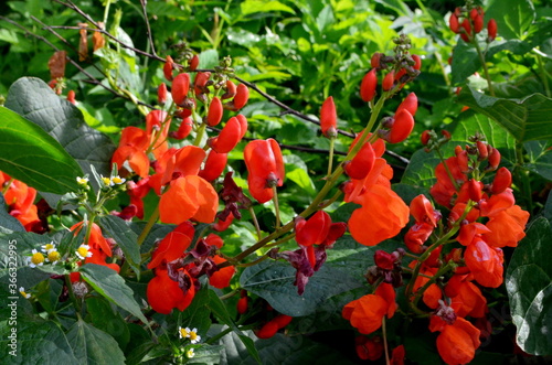 Obraz na plátně Beans in the garden blooms with red flowers in early summer