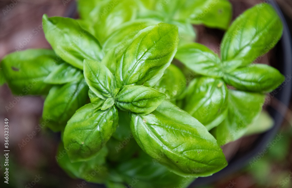 Basil plant Basil plant
