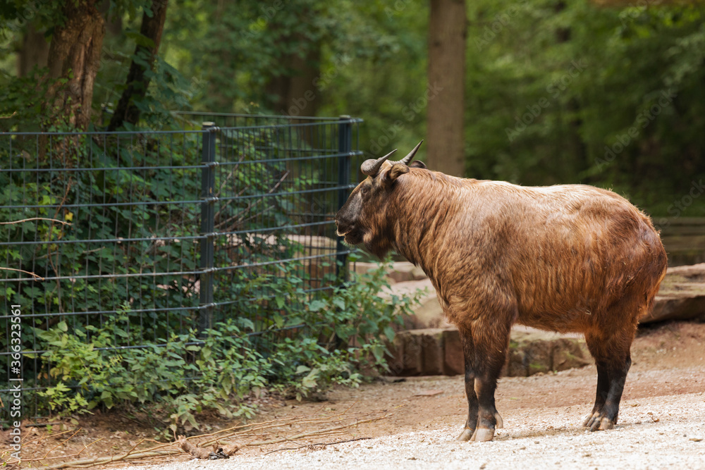 Ein starrender Bison auf das Gebüsch. Ein starrender Bison auf das Gebüsch.