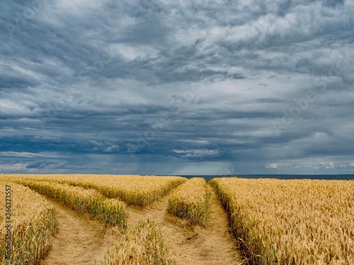 Kornfeld mit Blick auf die Ostsee Boltenhagen