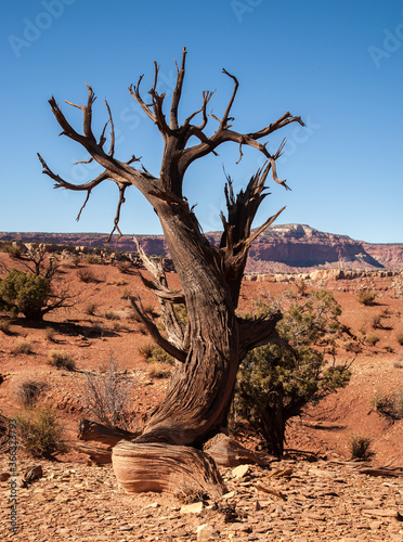 Dead juniper trees in Grand Staircase-Escalante National Monument, Utah. © Bob