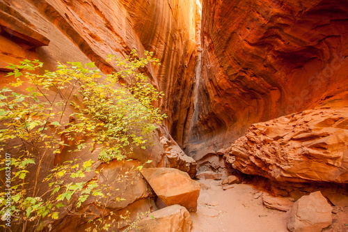 A cottonwood tree in front of a slot canyon in Grand Staircase-Escalante National Monument, Utah. photo