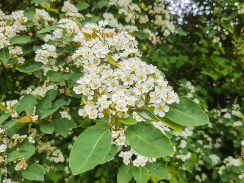 late cotoneaster or milkflower cotoneaster (in german Späte Zwergmispel) Cotoneaster lacteus photo