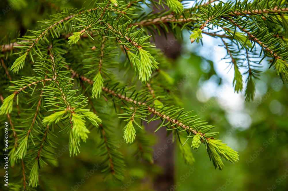 Green branch of larch with tiny leaves on the blue and brown background. Brown cone of larch. Wild plants in spring Green branch of larch with tiny leaves on the blue and brown background. Brown cone of larch. Wild plants in spring