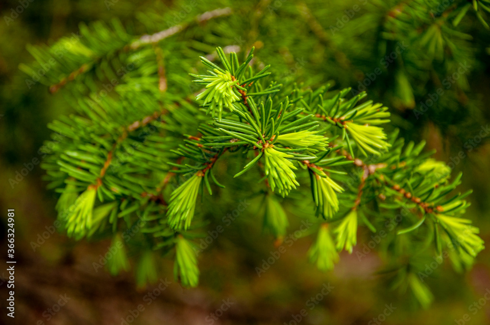 Green branch of larch with tiny leaves on the blue and brown background. Brown cone of larch. Wild plants in spring Green branch of larch with tiny leaves on the blue and brown background. Brown cone of larch. Wild plants in spring