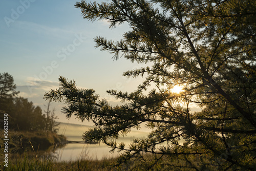 Sun through the needles of larch
