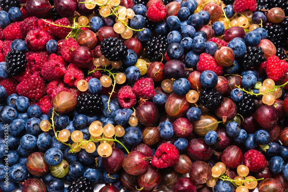 Gooseberries, blueberries, mulberry, raspberries, white and red currants. Gooseberries, blueberries, mulberry, raspberries, white and red currants.