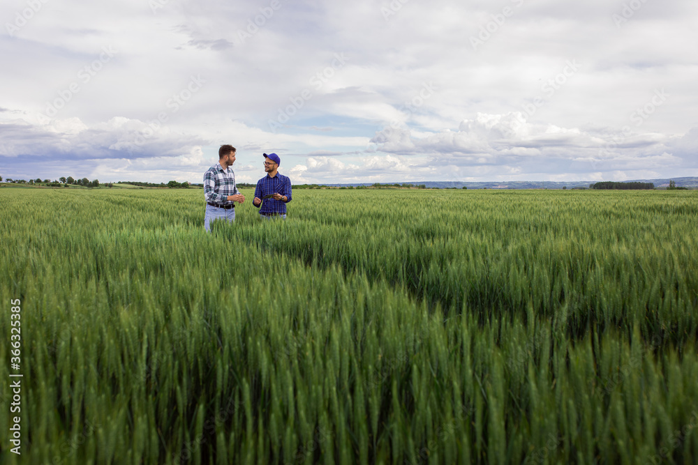 Two farmers standing in green wheat field examining crop during the day.