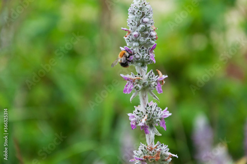 flowers of Stachys byzantina with bee