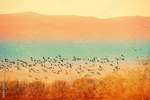 Birds against the background of the mountains in the evening. The Hula Valley in northern Israel at sunset