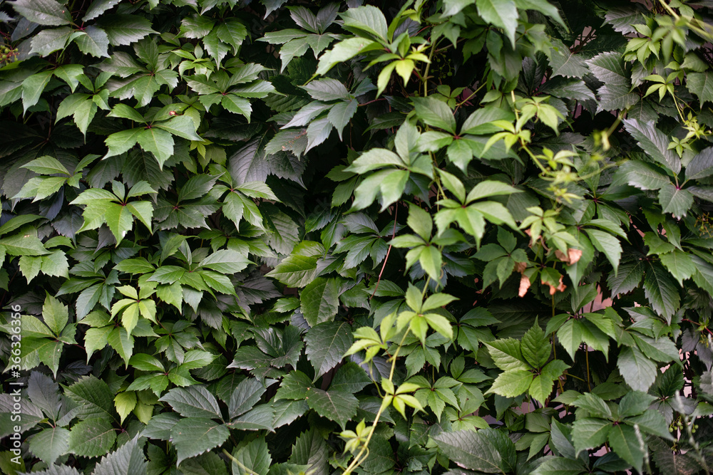 Green leaves texture. Fresh foliage hedge background.