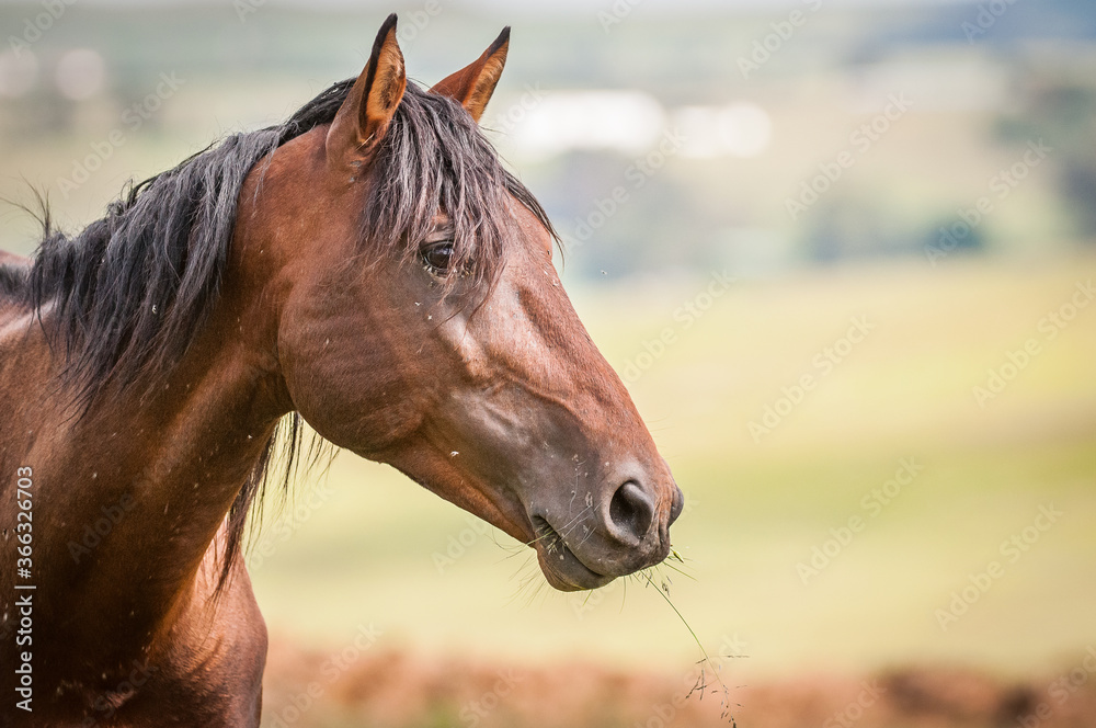 Obraz premium Brown Horse