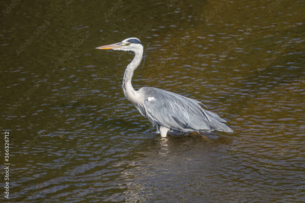 Grey Heron in water Grey Heron in water