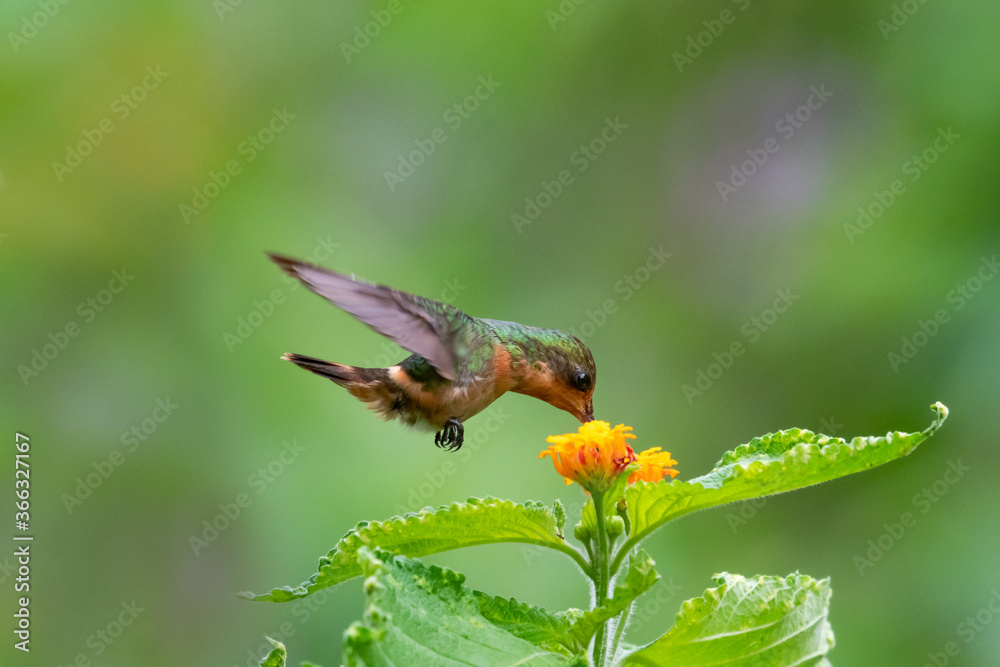 A female Tufted Coquette feeding on a wild Lantana flower. A female Tufted Coquette feeding on a wild Lantana flower.