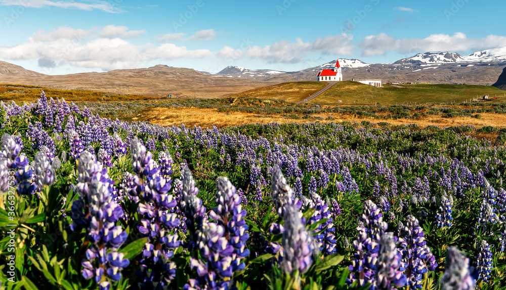 Fototapeta premium Stunning bright sunny summer landscape. Incredible Image of Iceland. Field of blooming lupine flowers and snowcapped mountains. Famous Ingjaldsholskirkja church. Hellissandur. travel of Iceland
