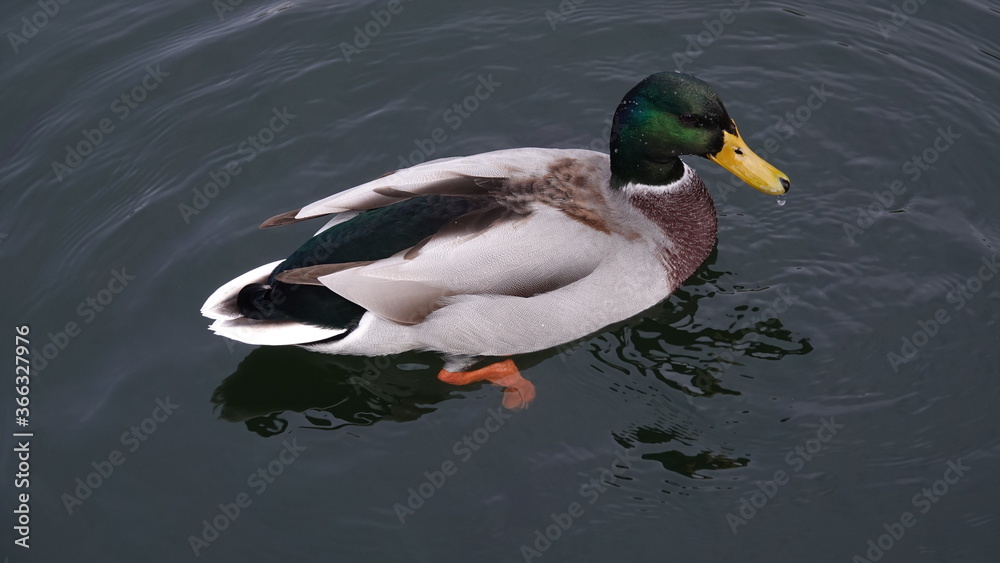 Fototapeta premium Ducks