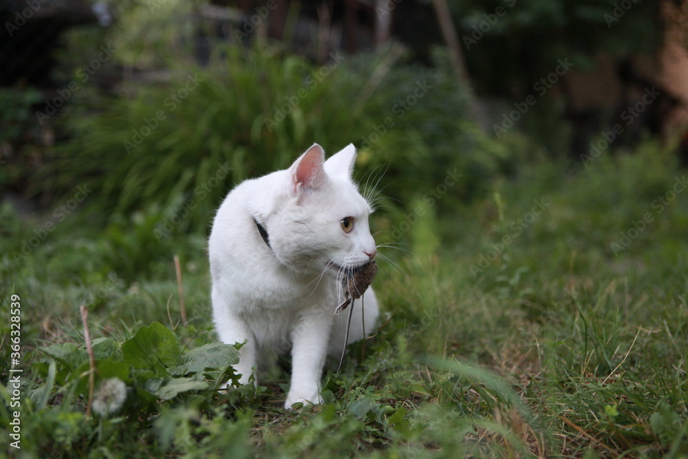 white cat predator caught a mouse and holds it in his teeth white cat predator caught a mouse and holds it in his teeth