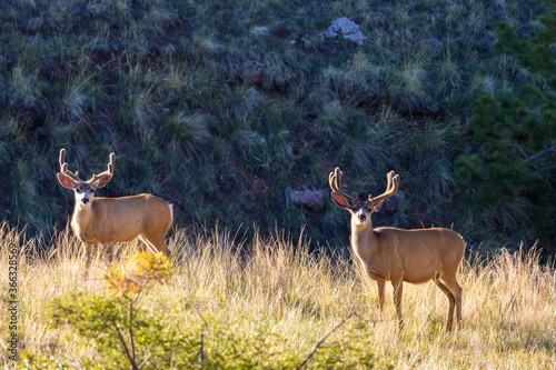 Herd of Mule Deer Bucks