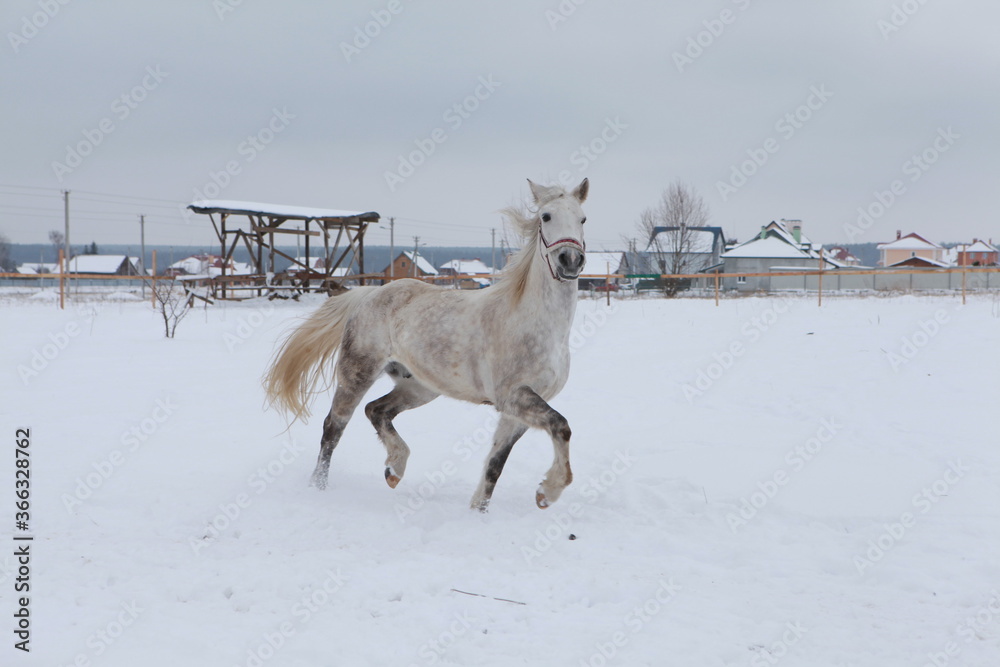white horse running in the snow white horse running in the snow