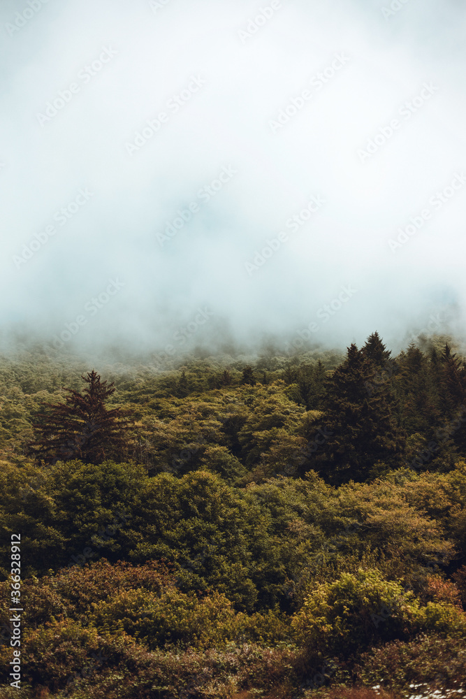 Oregon Forest 