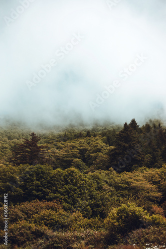 Oregon Forest 