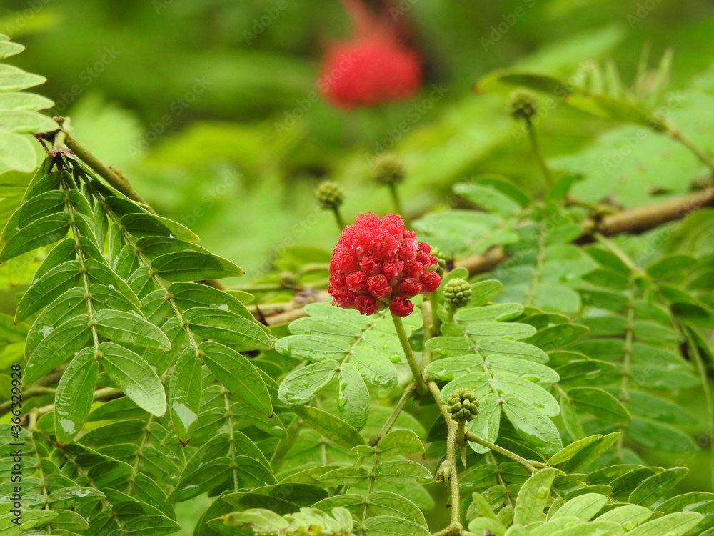 wild red flower on a bush wild red flower on a bush