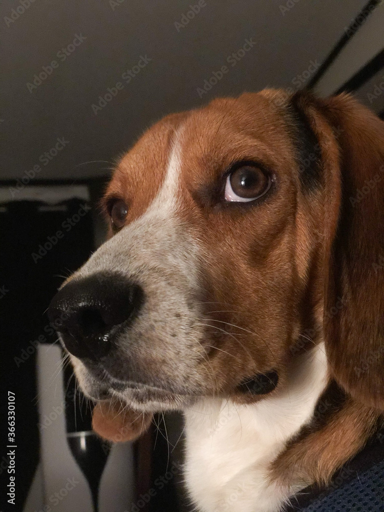 Beagle staring at something 