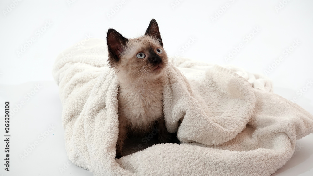 Thai (Siamese) kitten