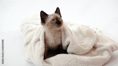Fototapeta Naklejka Na Ścianę i Meble -  Thai (Siamese) kitten