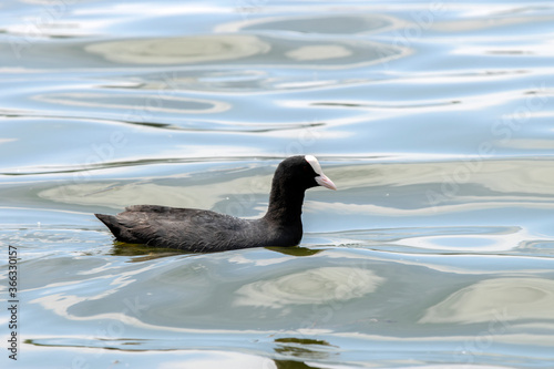 Eurasian Coot Swimming ‫In The Water At Amsterdam The Netherlands 20-7-2020