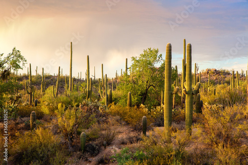 Cactus thickets in the rays of the setting sun before the thunderstorm, Saguaro National Park, southeastern Arizona, United States.