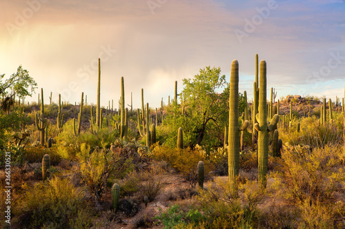 фотографія Cactus thickets in the rays of the setting sun before the thunderstorm, Saguaro National Park, southeastern Arizona, United States