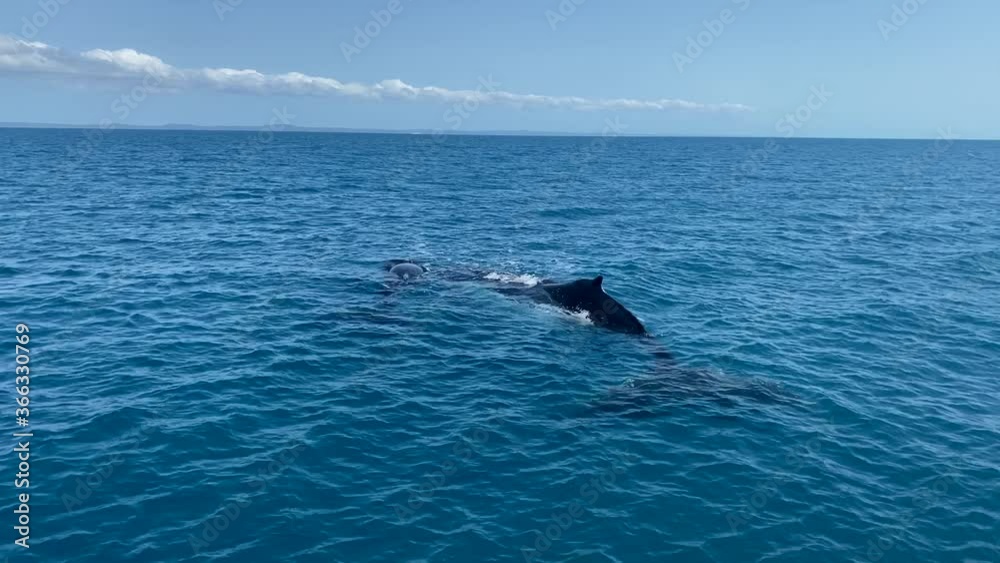 Close up of Humpback mother and her calf snoozing near Fraser Island Close up of Humpback mother and her calf snoozing near Fraser Island