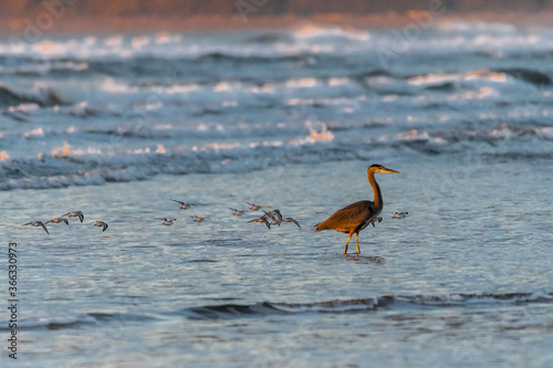 Great Blue Heron (Ardea herodias) Hunting Crabs on Nehalem Beach, OR