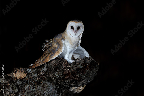 Barn owl at his night innkeeper, Tyto alba