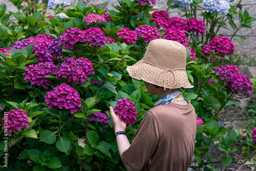 Side view of a woman looking at a beautiful hydrangea in full bloom in summer with her hands wrapped around it.