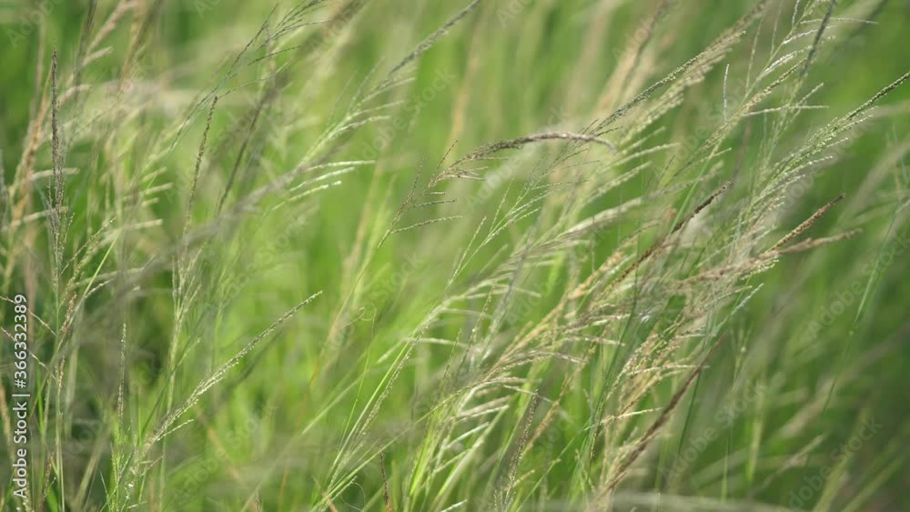 close up of a green grass with wind , nature concept. close up of a green grass with wind , nature concept.