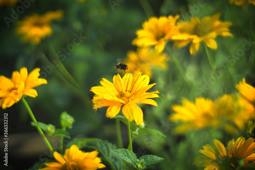 Żółte kwiaty i owad