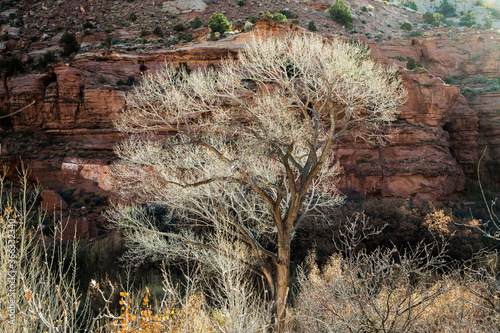 Backlit dead cottonwood trees viewed from Calf Creek Trail, Grand Staircase-Escalante National Monument and Zion National Park, Utah