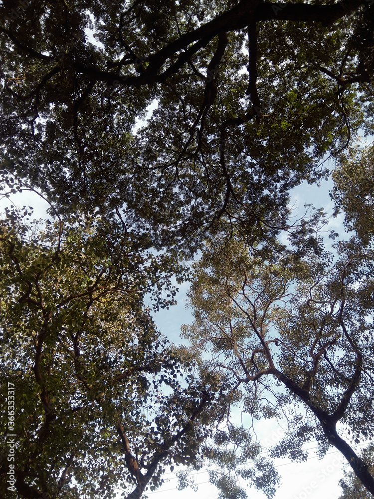 Patches of clear blue sky seen through tree trunks Patches of clear blue sky seen through tree trunks