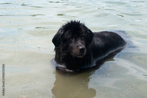 Newfoundland dog swimming in calm water closeup photo