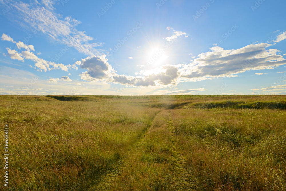 Summer evening landscape with field and blue sky