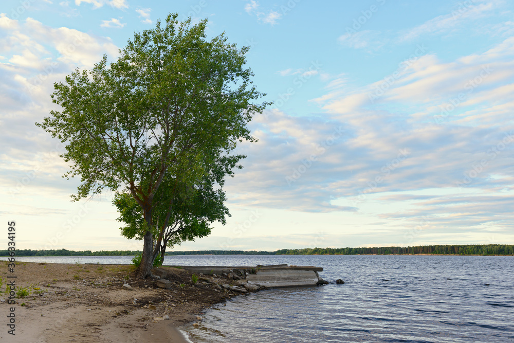 A deciduous tree on the Bank of a wide river on a summer evening