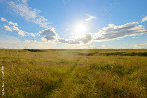 Summer evening landscape with field and blue sky