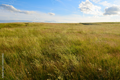 Fototapeta Naklejka Na Ścianę i Meble -  Summer evening landscape with field and blue sky