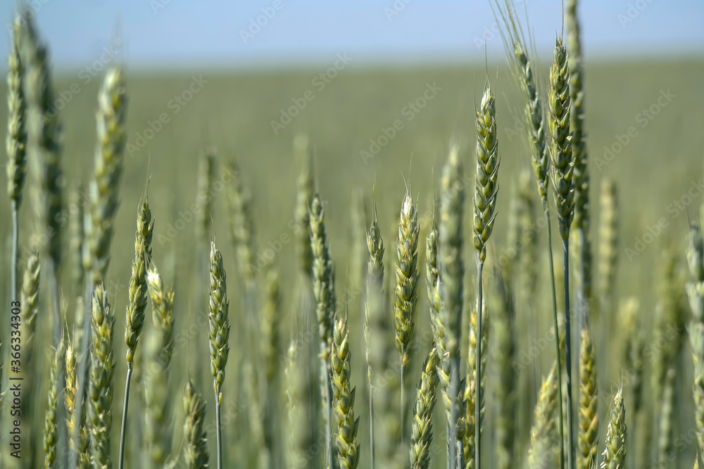 Green wheat grows on the field.beautiful background Green wheat grows on the field.beautiful background