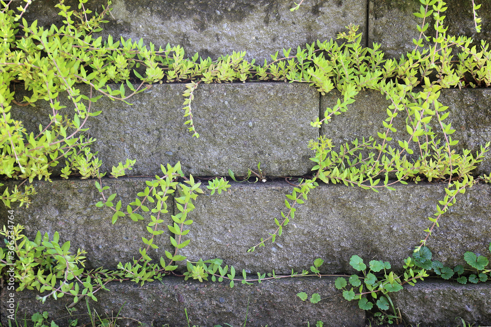 Stacked Stone Garden Retaining Wall Background with Yellowish Green Vines Growing Stacked Stone Garden Retaining Wall Background with Yellowish Green Vines Growing